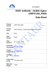 OAS1 antibody - middle region (ARP51359_P050) Data Sheet