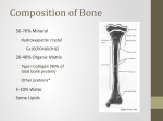Composition of Bone