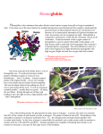 Hemoglobin