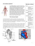 Circulatory System The Human Heart Words to Know