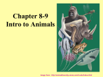 Chapter 8-9 Intro to Animals