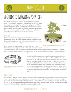 How-To Guide A Guide to Growing Potatoes