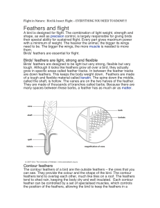 Flight in Nature