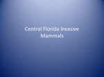Central Florida Invasive Mammals