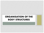 Organisation of the body structures