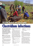 Clostridium infections