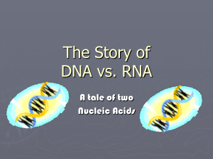 The Story of DNA vs. RNA