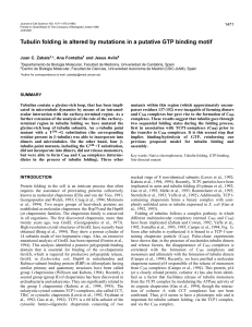 Tubulin folding is altered by mutations in a putative GTP binding motif