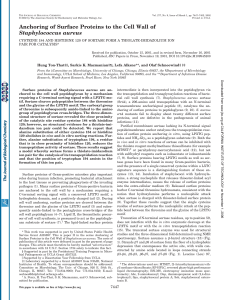 Anchoring of Surface Proteins to the Cell Wall of Staphylococcus