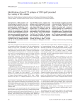 Identification of novel CTL epitopes of CMV-pp65