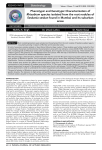 Phenotypic and Genotypic Characterization of Rhizobium species