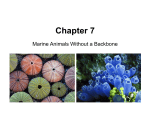Lecture Chapter 7 Echinoderms and Invertebrate Chordates