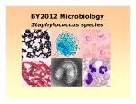 staphylococcus species
