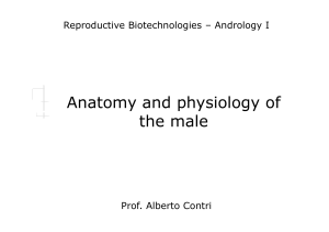 (Microsoft PowerPoint - Anatomy and physiology of the male.ppt