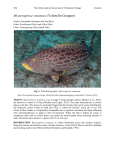 Mycteroperca venenosa (Yellowfin Grouper)