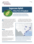 Sugarcane Aphid - Denton County Extension office