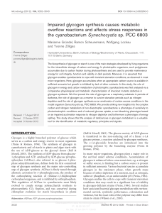 Impaired glycogen synthesis causes metabolic