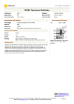 ITGB1 Polyclonal Antibody