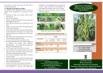 (IPM) in Cluster bean (Guar) (Cyamopsis tetragonoloba)