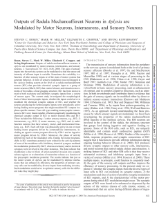 Outputs of Radula Mechanoafferent Neurons in Aplysia are