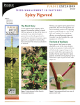 Spiny Pigweed - Purdue Extension