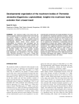 Developmental organization of the mushroom bodies of Thermobia
