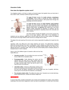 Ulcerative Colitis How does the digestive system work?