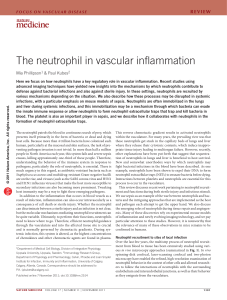 The neutrophil in vascular inflammation