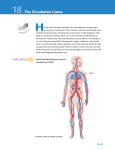 18 The Circulation Game