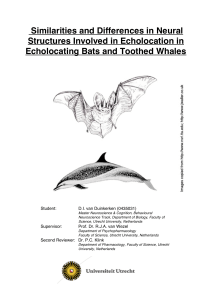 Ecology and Echolocation of Bats and Toothed Whales