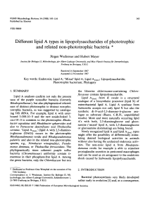 Different lipid A types in lipopolysaccharides of phototrophic and