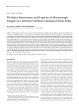 The Spinal Interneurons and Properties of