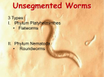 Unsegmented Worms