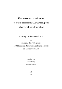 The molecular mechanism of outer membrane DNA transport in