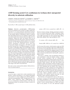 AMP-forming acetyl-CoA synthetases in Archaea show