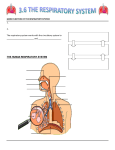 1. 2. The respiratory system works with the circulatory system to and
