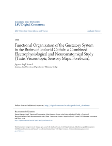 Functional Organization of the Gustatory System in the Brains of