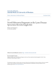 Novel Ribosome Biogenesis in the Lyme Disease Spirochete