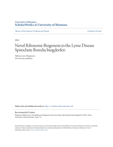 Novel Ribosome Biogenesis in the Lyme Disease Spirochete