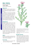 Bull thistle - Cal-IPC