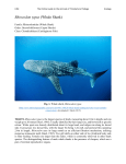 Rhincodon typus (Whale Shark)