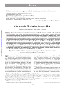 Mitochondrial Metabolism in Aging Heart