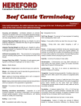 Beef Cattle Terminology - Canadian Hereford Association
