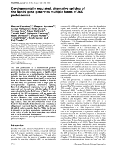 Developmentally regulated, alternative splicing of the Rpn10 gene