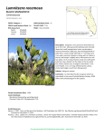 Lumnitzera racemosa - Florida Natural Areas Inventory