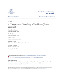 A Comparative Gene Map of the Horse (Equus caballus)