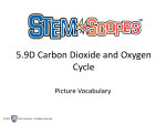 5.9D Carbon Dioxide and Oxygen Cycle