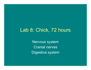 Lab 8: Chick 72 hours Lab 8: Chick, 72 hours