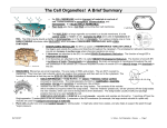 The Cell Organelles! A Brief Summary