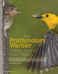 The Prothonotary Warbler